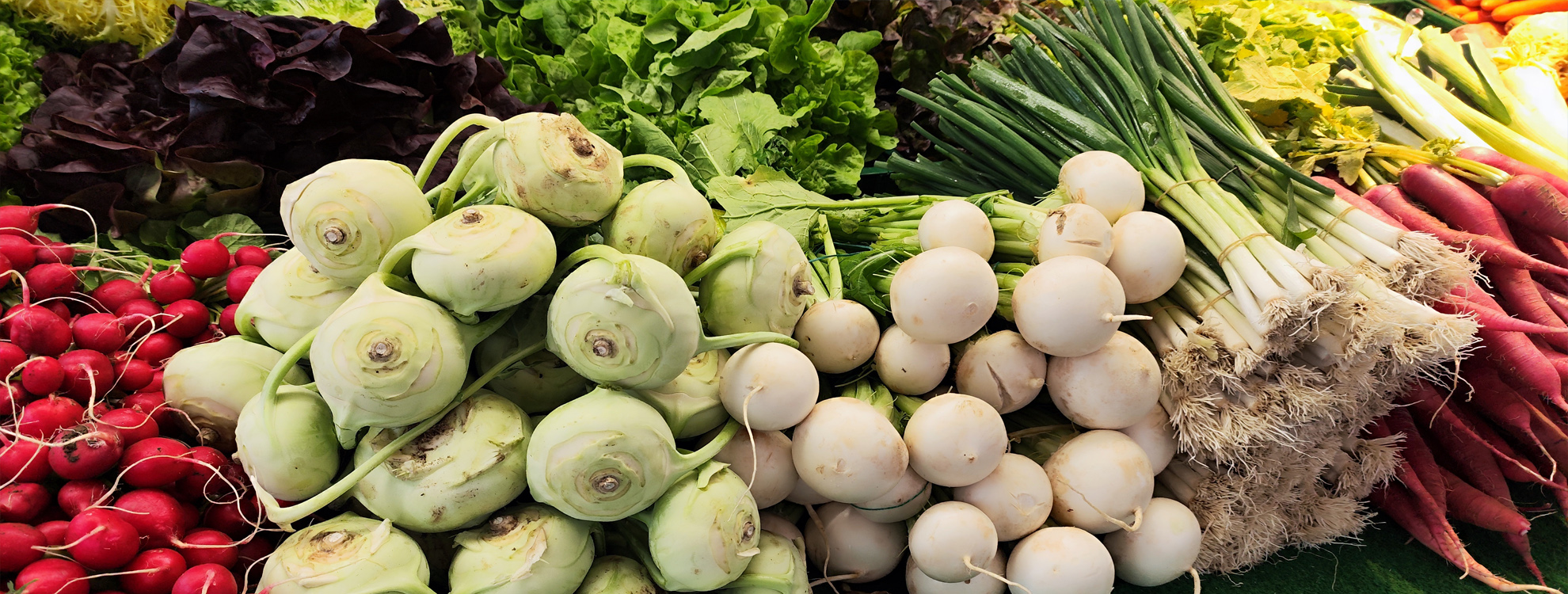 Frisches Saisongemüse und Salate von der Insel Reichenau. auf den Bild sehen sie Kohlrabi, Mören, Rettich und verrschiedene Salate